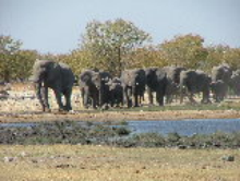 Etosha Elephants at a water hole